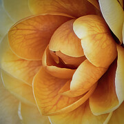 Nature's Heartbeat Photograph by Dodie Ross