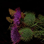 Bee, butterfly and thistle Digital Art by Bruce Block