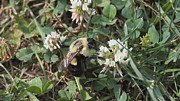 Bee collecting pollen from clover Photograph by Bentley Davis Bee collecting pollen from clover Photograph by Bentley Davis