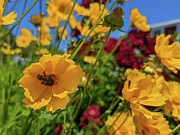 Bee in the Shade Painting by Annalisa Rivera-Franz