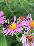 Bee on flower Photograph by Meta Gatschenberger