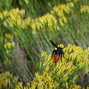 Bees Knees Photograph by Dave Diegelman Bees Knees Photograph by Dave Diegelman