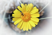 Bees Knees Photograph by Robert Blandy Jr