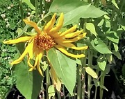 Beginning Bloom Photograph by Suzanne Berthier