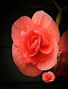 Begonia Twin Photograph by Rosie Lee