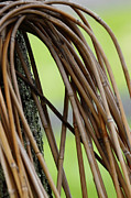 Bent Reeds Photograph by Tanya Owens