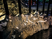 Bethel burying ground Photograph by Philly Photos Bethel burying ground Photograph by Philly Photos