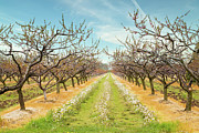 Beyond Blossoms Photograph by Marilyn Cornwell