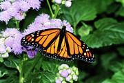 BF Monarch 2A Photograph by Sally Fuller