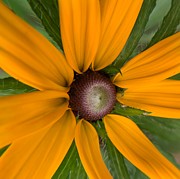 Big Bloom Photograph by Catherine Wilson