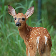 Big Eared Fawn Photograph by Paul Freidlund Big Eared Fawn Photograph by Paul Freidlund