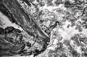 Big Eucalyptus Tree Trunk Photograph by Marco Sales Photography Big Eucalyptus Tree Trunk Photograph by Marco Sales Photography