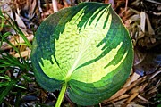 Big Leaf Photograph by David Desautel Big Leaf Photograph by David Desautel