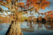Big Senile of the Lake Photograph by Iris Greenwell