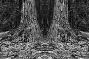 Big Tree Mirror #1 Photograph by Ben Upham III Big Tree Mirror #1 Photograph by Ben Upham III