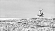 Bill's Tree Photograph by Alan Norsworthy