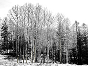 Birch After Autumn Photograph by David Patterson Birch After Autumn Photograph by David Patterson