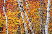 Birch Fire Photograph by Jeff Sinon Birch Fire Photograph by Jeff Sinon