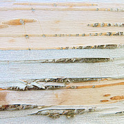Birch Lines Photograph by Marilyn Cornwell