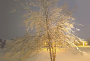 Birch Tree Photograph by Mark Jackson