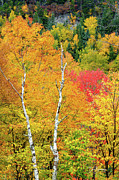Birches #2674 Photograph by Dan Beauvais