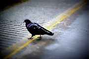 Bird Dancing on the Line Photograph by Frank J Casella