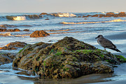Bird's Eye View of the Ocean Photograph by Matthew DeGrushe Bird's Eye View of the Ocean Photograph by Matthew DeGrushe