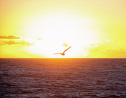 Bird in Flight at Sunset Photograph by Matthew DeGrushe Bird in Flight at Sunset Photograph by Matthew DeGrushe