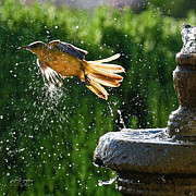 Bird in Flight Photograph by Dave Diegelman Bird in Flight Photograph by Dave Diegelman