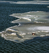 Bird on a Ice float LBI New Jersey Photograph by Louis Dallara Bird on a Ice float LBI New Jersey Photograph by Louis Dallara