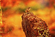 Bird On Paper Photograph by David Desautel Bird On Paper Photograph by David Desautel