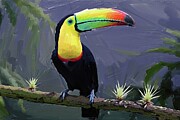 Bird painting of tropical toucan Digital Art by Gerry Martinez Nature Wall Art Large Prints