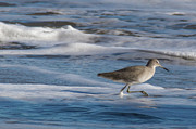 Bird Walking on Shoreline Photograph by Matthew DeGrushe Bird Walking on Shoreline Photograph by Matthew DeGrushe