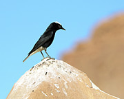 Birds 4 Photograph by Eric Pengelly