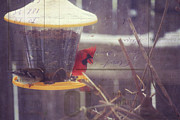 Birds Brave the Big Storm Photograph by Toni Hopper