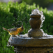 Birds Delight Photograph by Dave Diegelman Birds Delight Photograph by Dave Diegelman