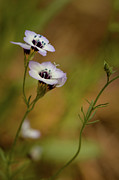 Birds Eye Gilia Portrait Photograph by Joni Eskridge