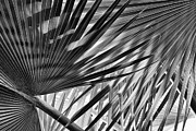 Bismarck Palm Fronds Abstract Photograph by Tim Gainey