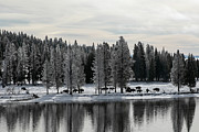 Bison along the Yellowstone River, Yellowstone National Park Photograph by The Yellowstone Collection