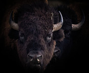 Bison Photograph by Laura Terriere