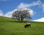 Bison Tree Photograph by Steven Nelson