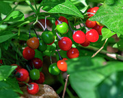 Bittersweet Nightshade or Climbing Nightshade Berries DFL1413 Photograph by Gerry Gantt