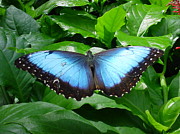Black and Blue Butterfly Photograph by Russ Orlando