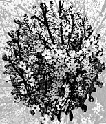 Black and White Cherry Blossoms Photograph by Cherry Vercher