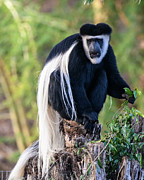 Black and White Colobus Monkey Photograph by Abigail Diane Photography
