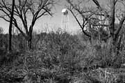 Enduring Presence - Abilene State Park Photograph by Brigitte Blanchette Thompson Enduring Presence - Abilene State Park Photograph by Brigitte Blanchette Thompson