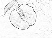 Black and White Outline of a Spurred Butterfly Pea, centrosema virginianum Photograph by L Bosco