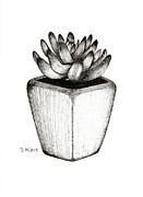 Black and White Succulent in Pot Drawing by Donna Mibus