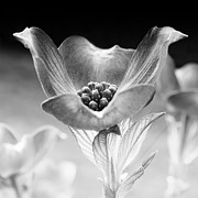 Black And White Sunlight Photograph by Denise Harty