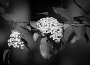 Black And White Tree Bloom Flowers Photograph by Dan Sproul
